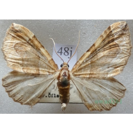 Pelurga comitata (Linnaeus, 1758) Paśnik maczyniak Czech48j
